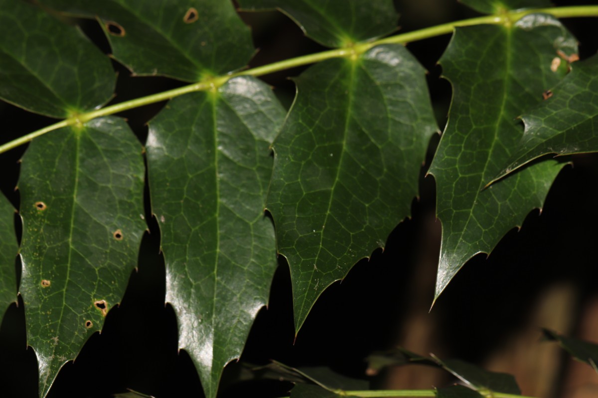 Berberis napaulensis (DC.) Spreng.
